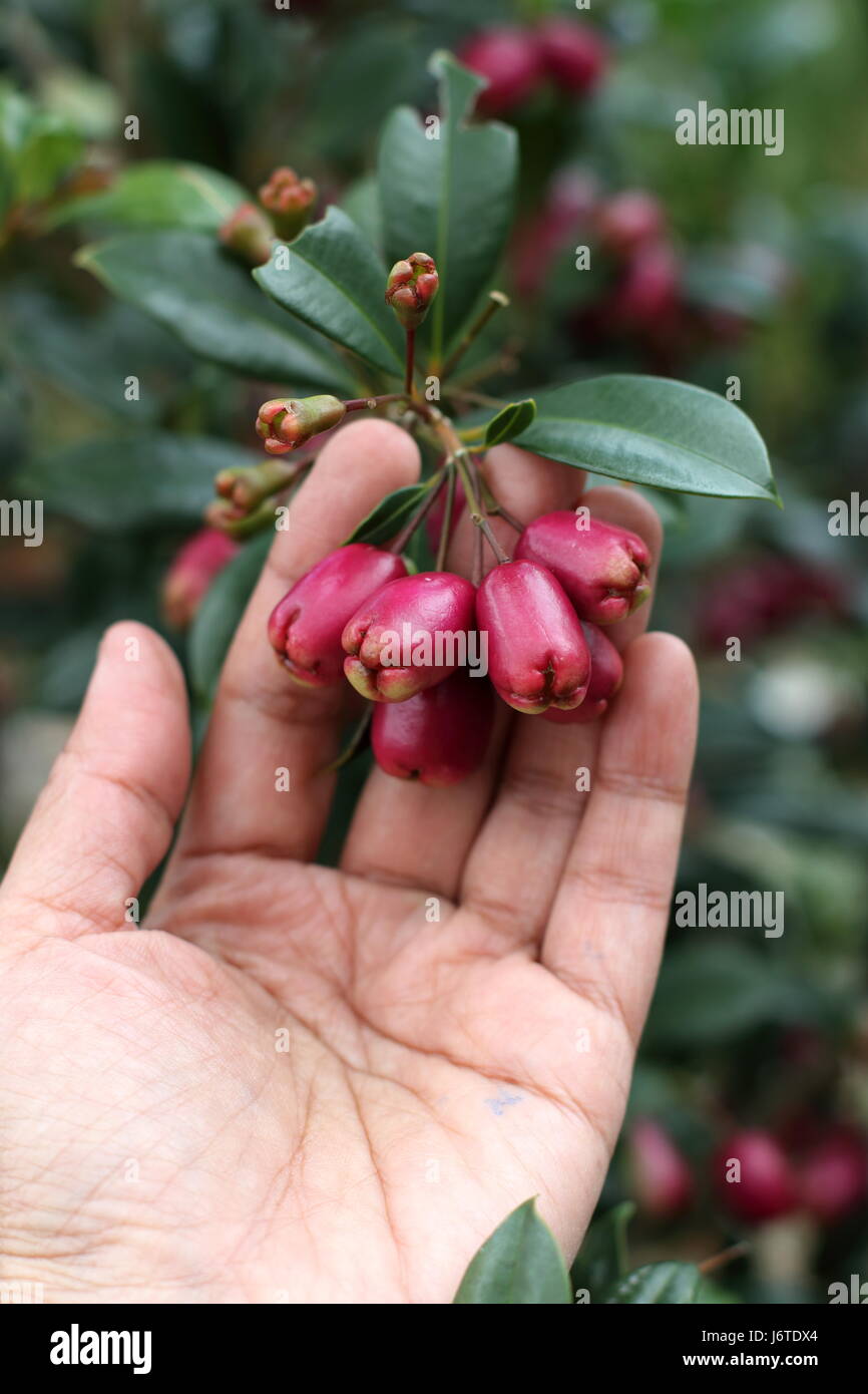 Close up of Syzygium australe Stock Photo