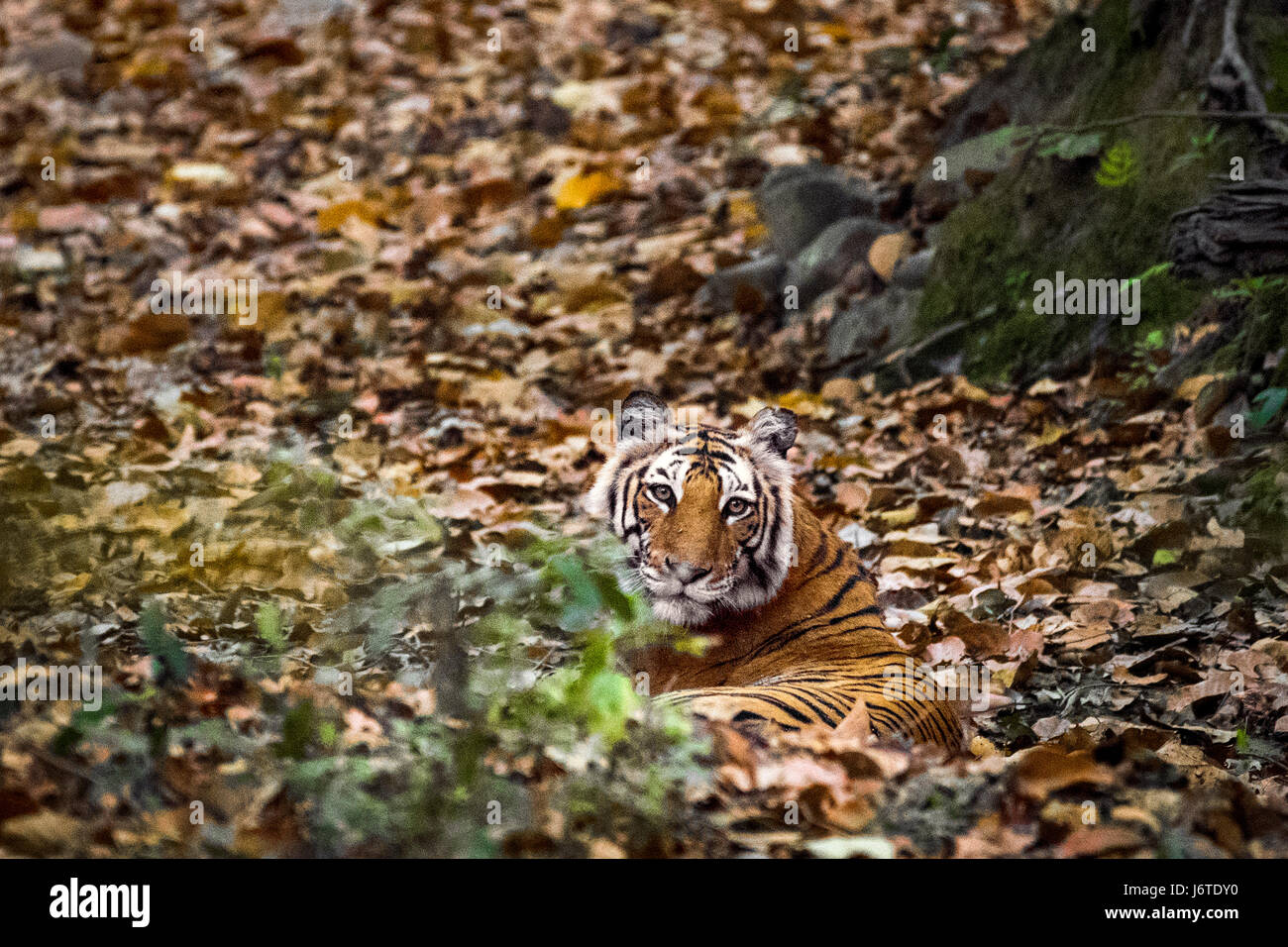 Tiger closeups Stock Photo