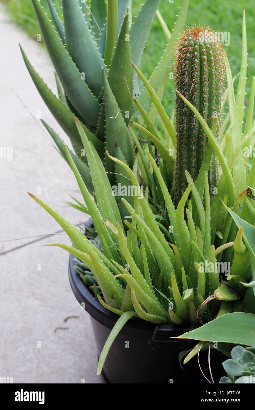 Varieties of cactus and succulents growing in a pot Stock Photo
