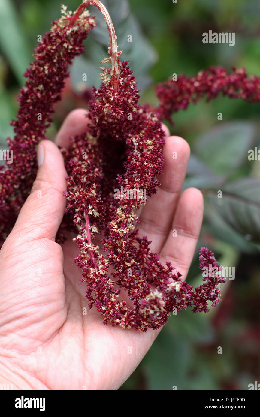 Amaranthus tricolor seeds or known as Red Amaranth Stock Photo