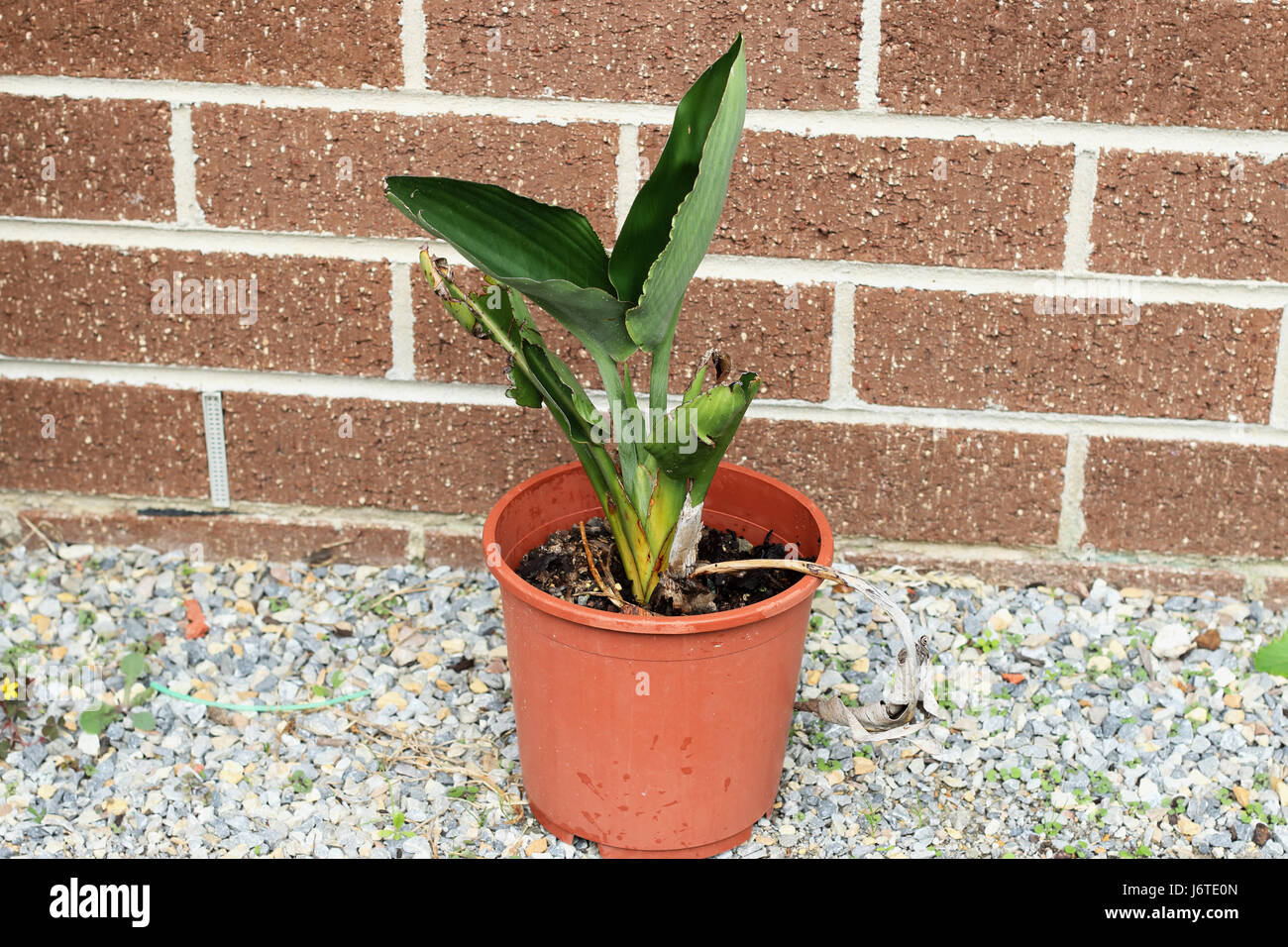 Growing Strelitzia reginae or also known Birds of Paradise in a pot Stock  Photo - Alamy