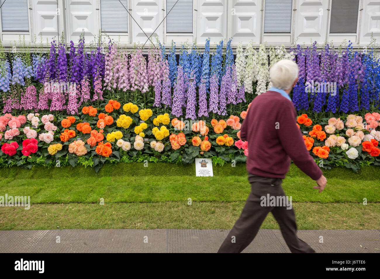 London, UK. 22nd May, 2017. RHS Chelsea Flower Show © Guy Corbishley/Alamy Live News Stock Photo