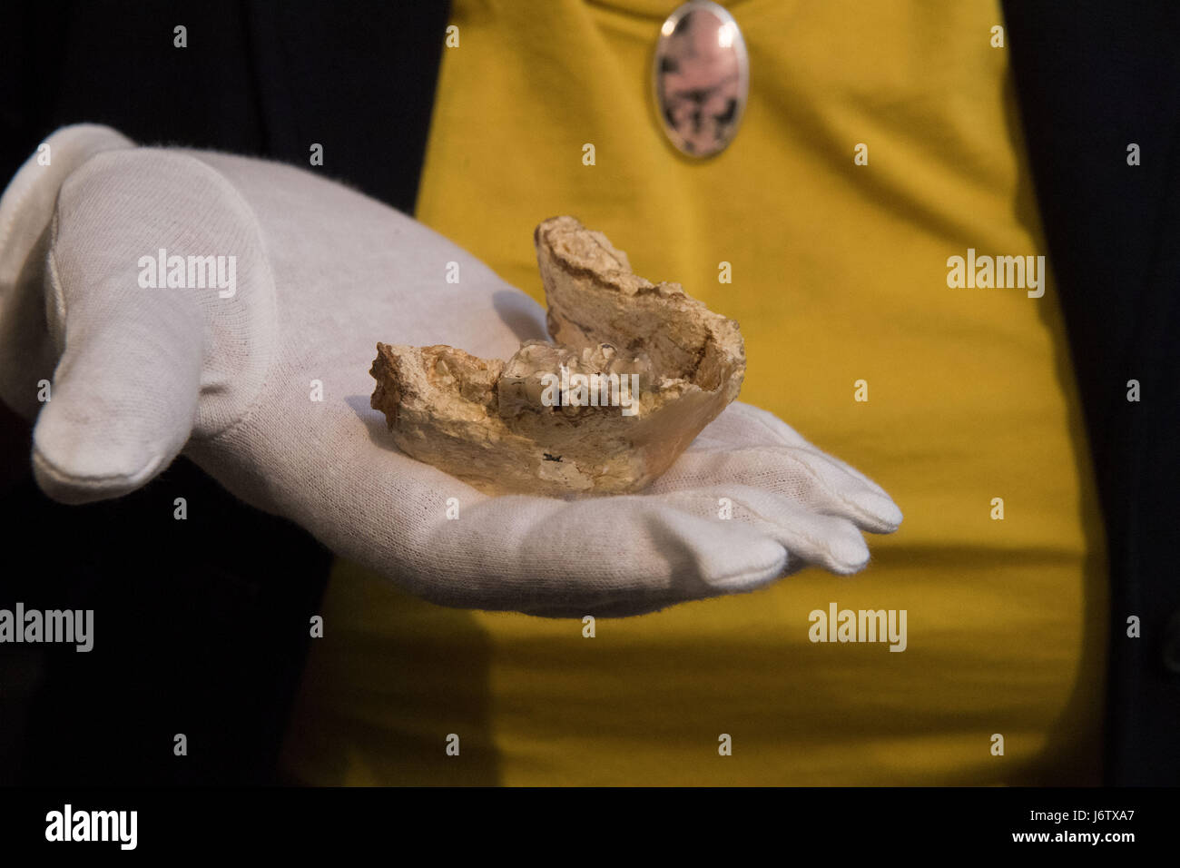 Two extinct relatives hi-res stock photography and images - Alamy