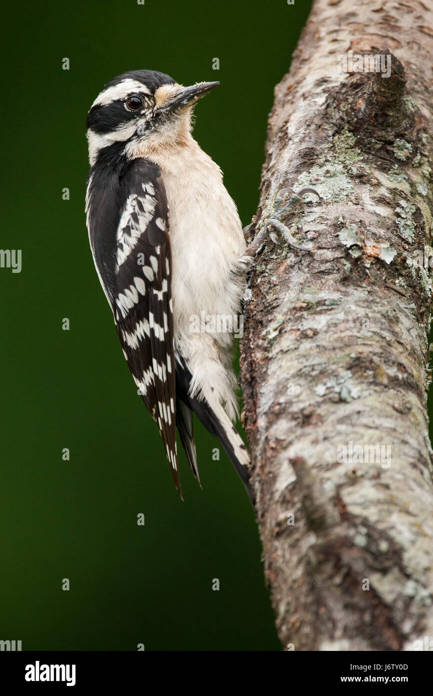 Hairy Woodpecker Stock Photo