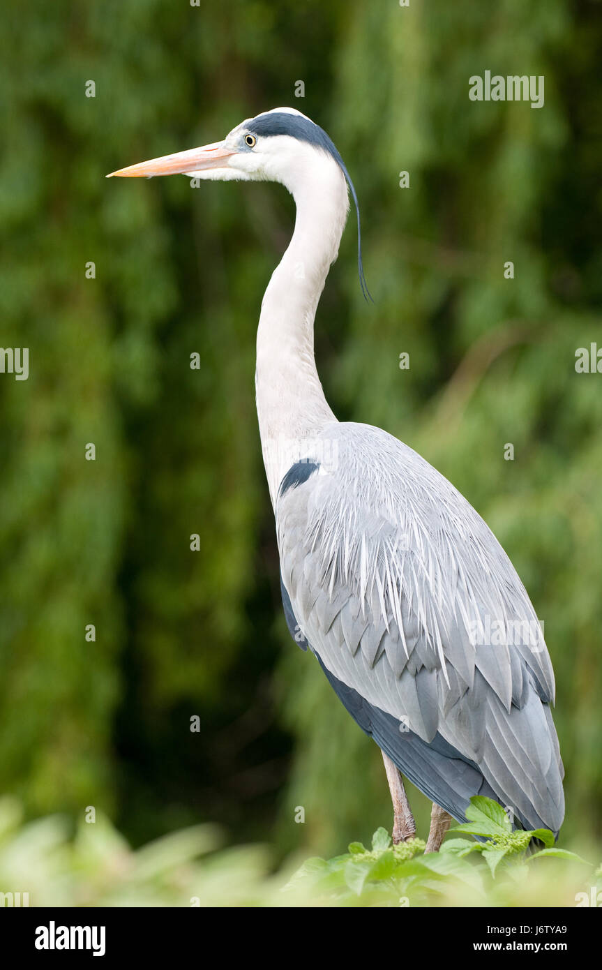 Bird Birds Beak Heron Beaks Grey Gray Tree Bird Green Birds Pointed