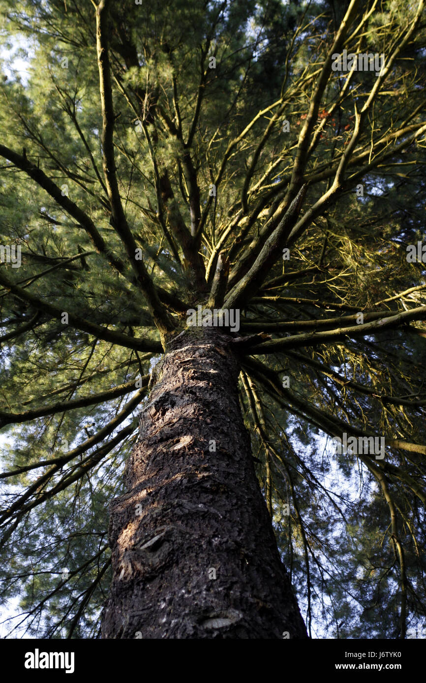 tree conifer forest big large enormous extreme powerful imposing immense Stock Photo