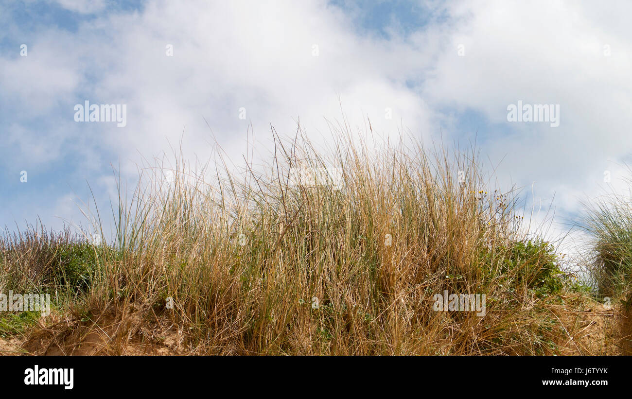 Flora & Fauna of the sand dunes in North Cornwall UK Stock Photo