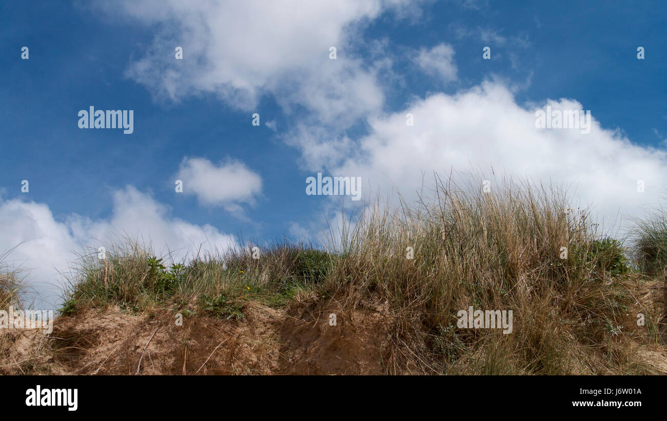 Flora & Fauna of the sand dunes in North Cornwall UK Stock Photo