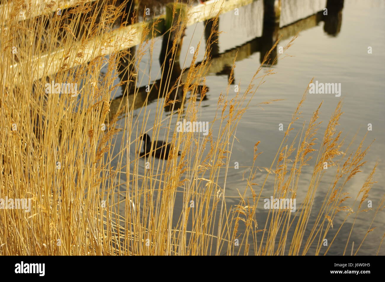 Reed Railsback rail in the reeds Stock Photo - Alamy