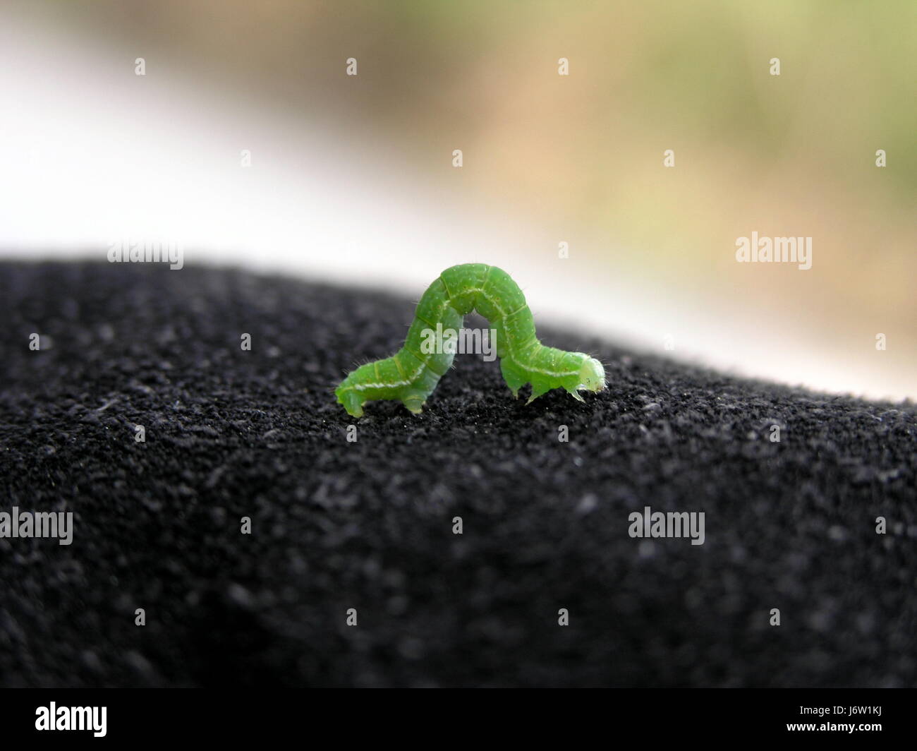 Green caterpillar hi-res stock photography and images - Alamy