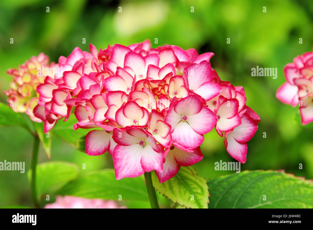 hydrangea - hortensia 02 Stock Photo - Alamy