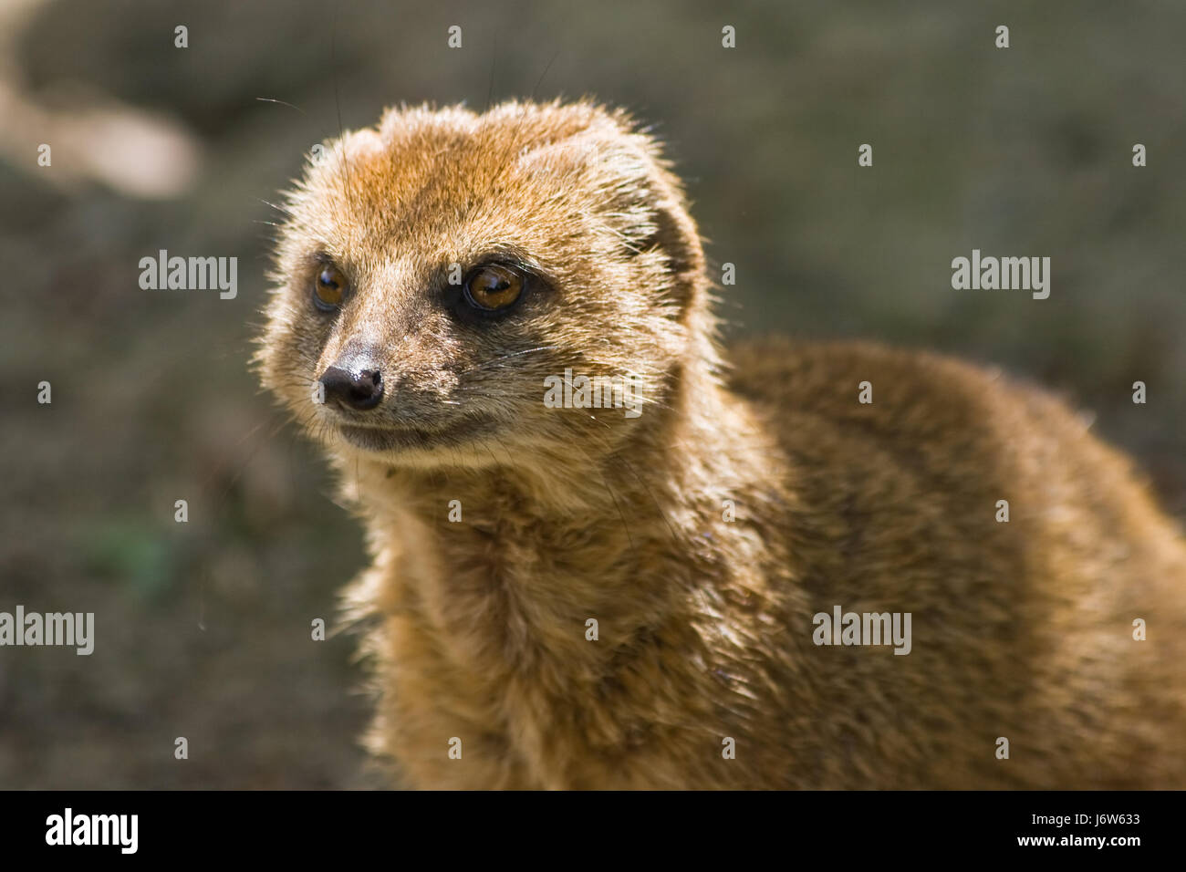 Mongoose africa teeth hi-res stock photography and images - Alamy