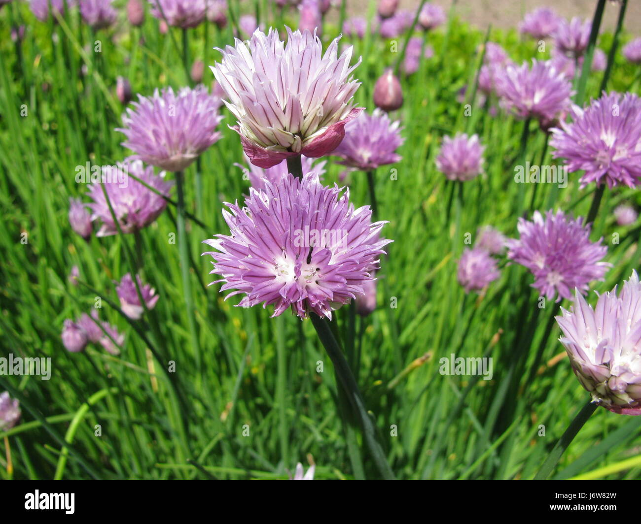 flowering chives Stock Photo