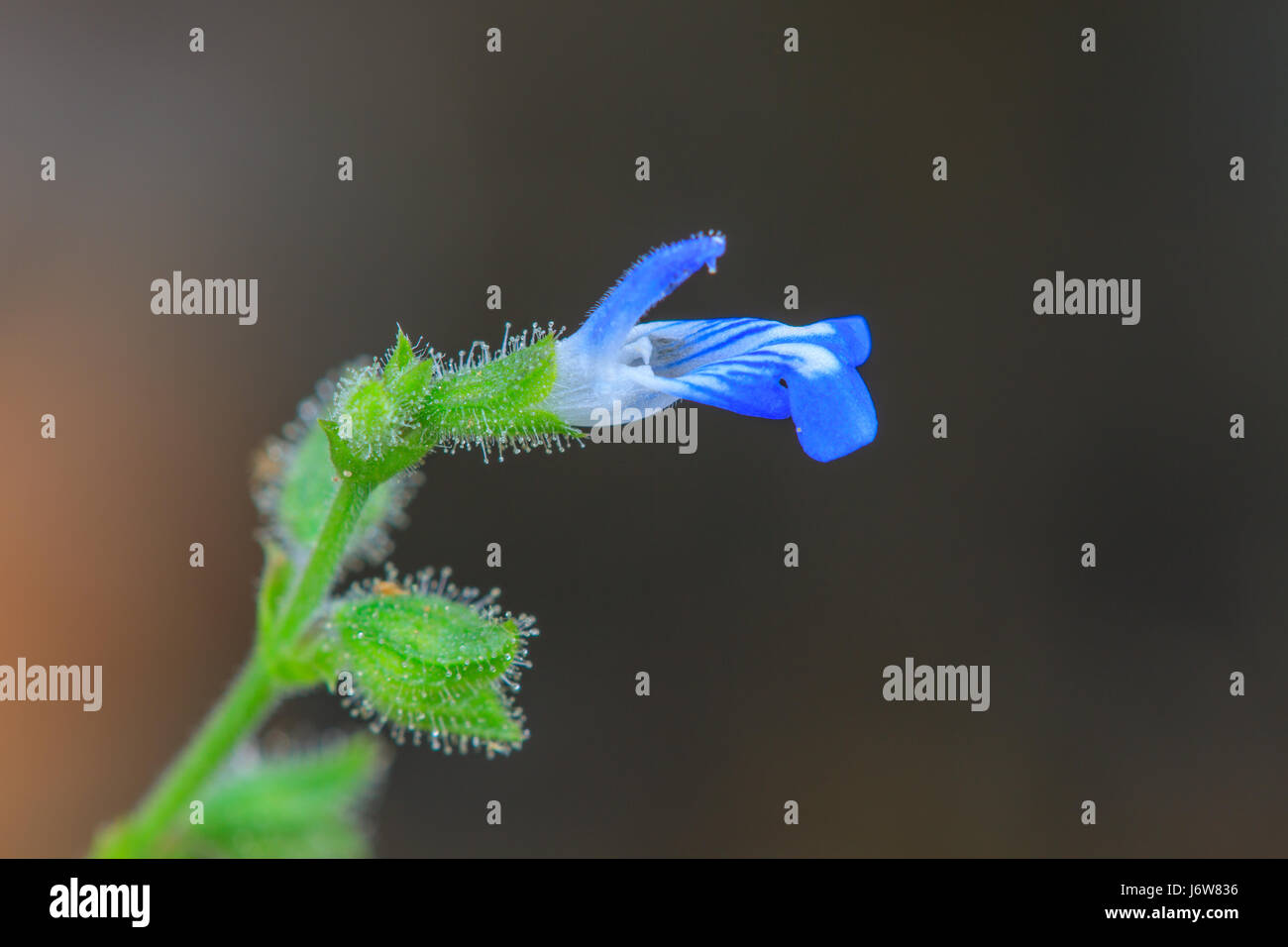 beautiful wild flower in forest, nature background Stock Photo - Alamy
