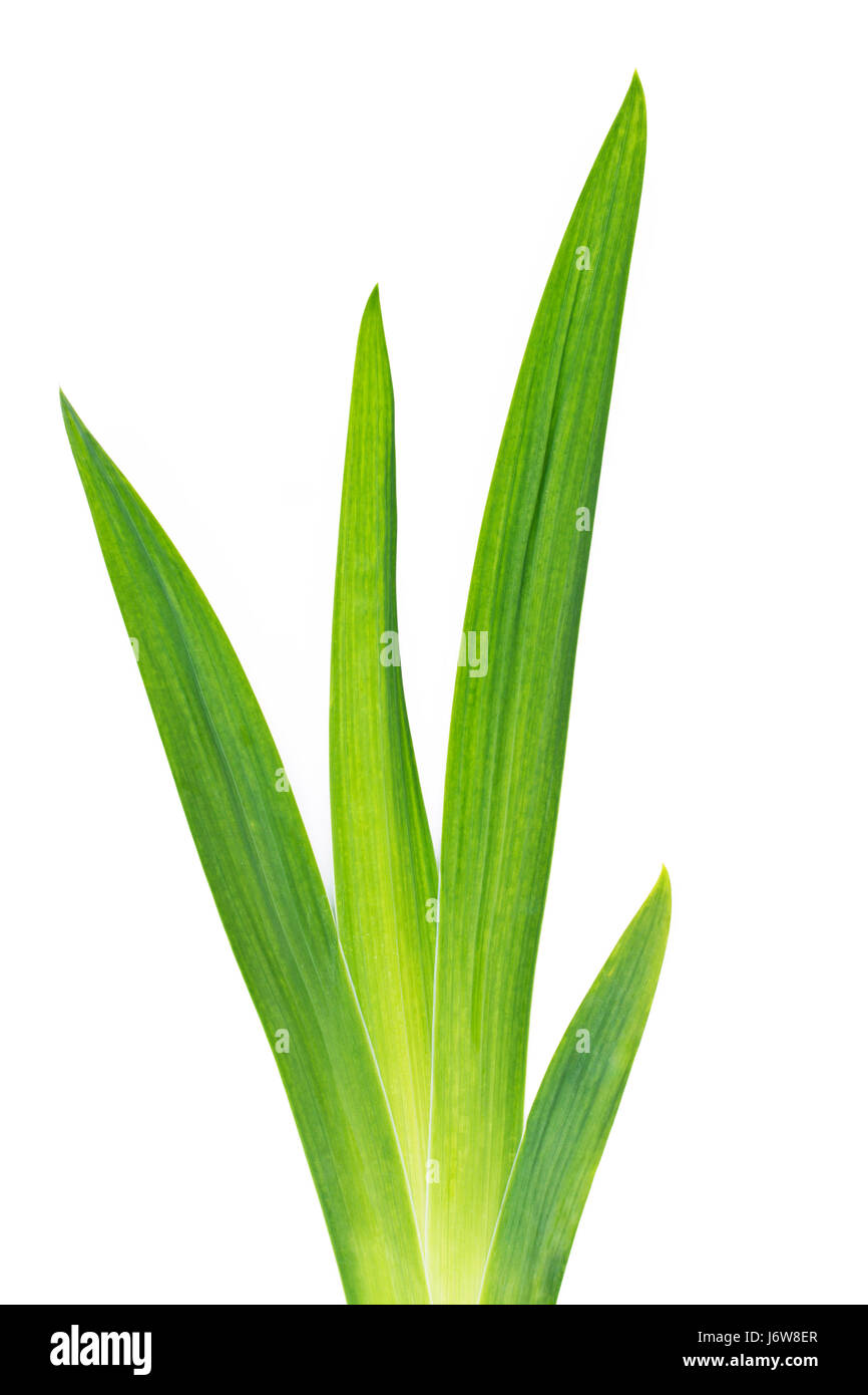 lily leaves on a white background Stock Photo Alamy