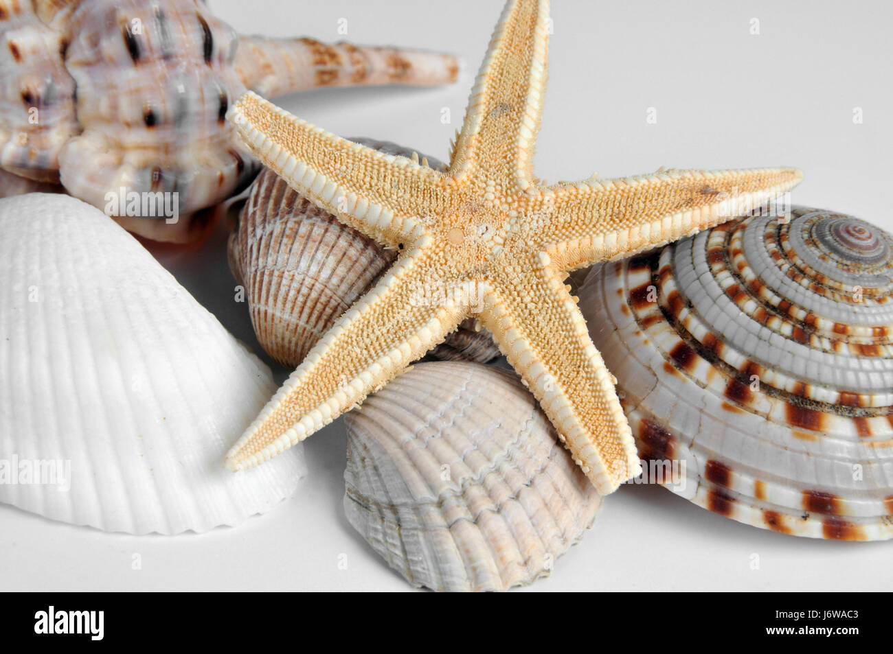 seashells and starfish Stock Photo