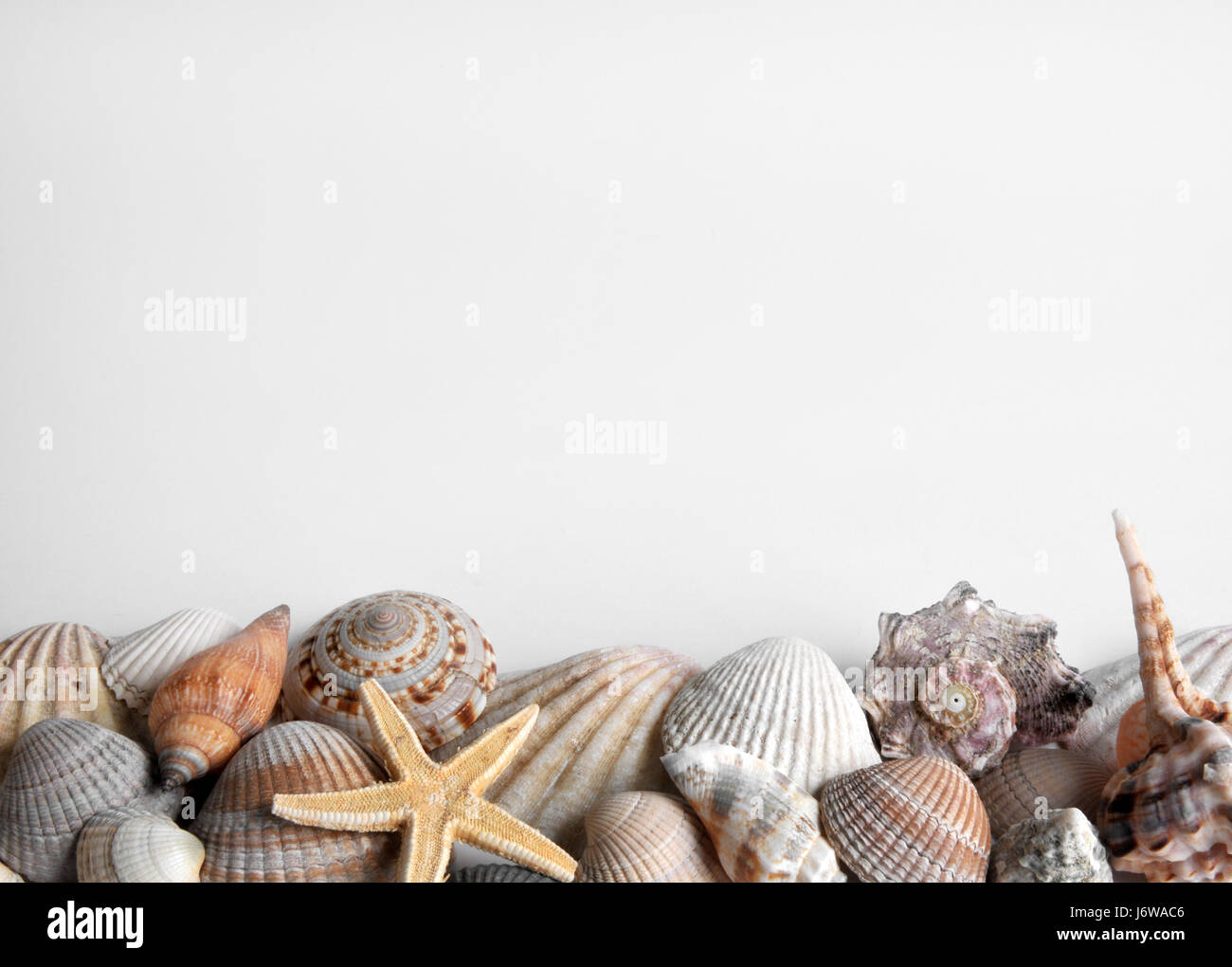 seashells and starfish Stock Photo