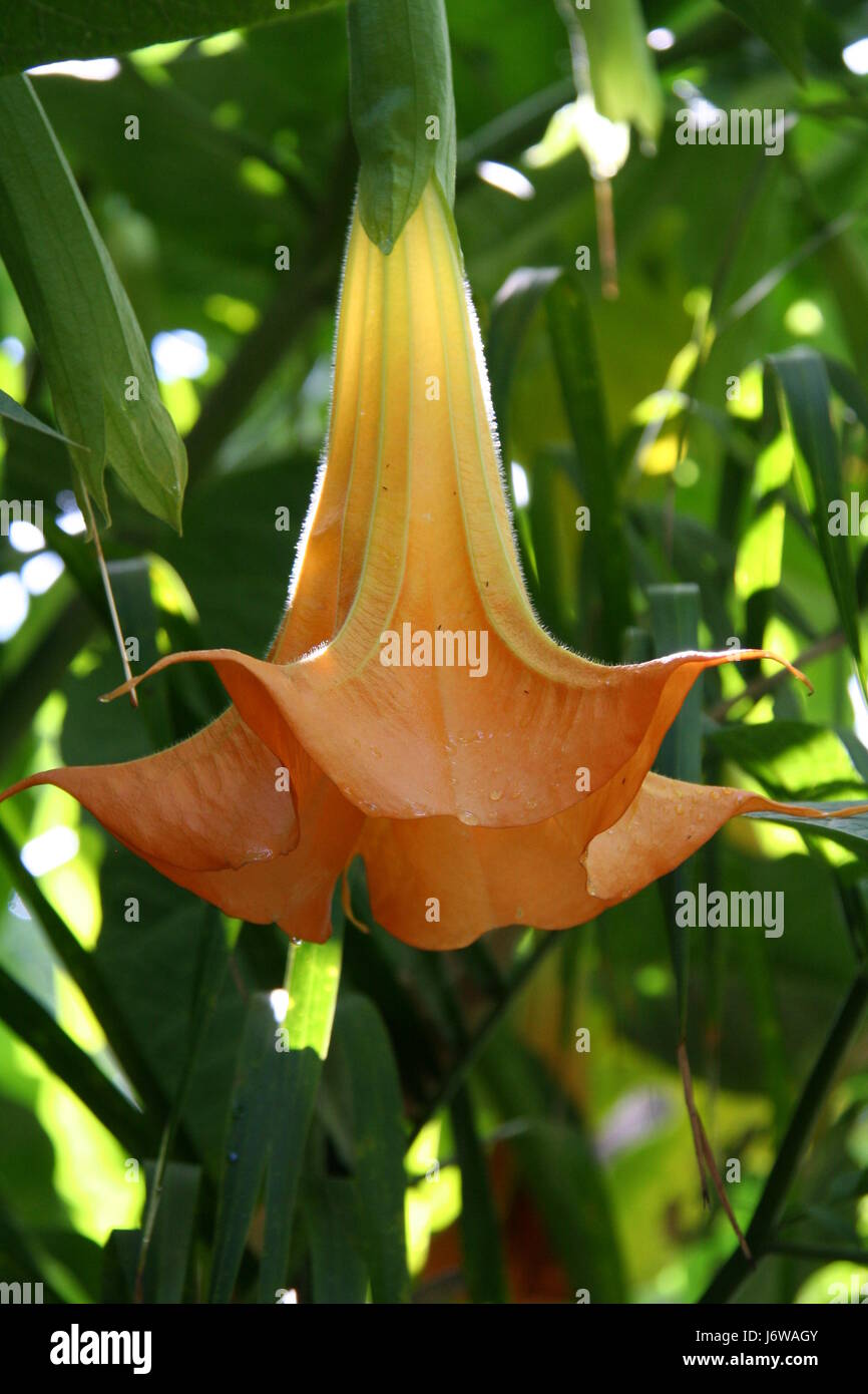 orange trumpet flower blossom Stock Photo