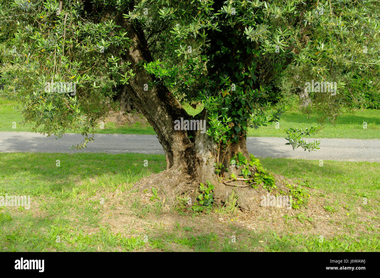 olive tree trunk - olive tree trunk 05 Stock Photo - Alamy