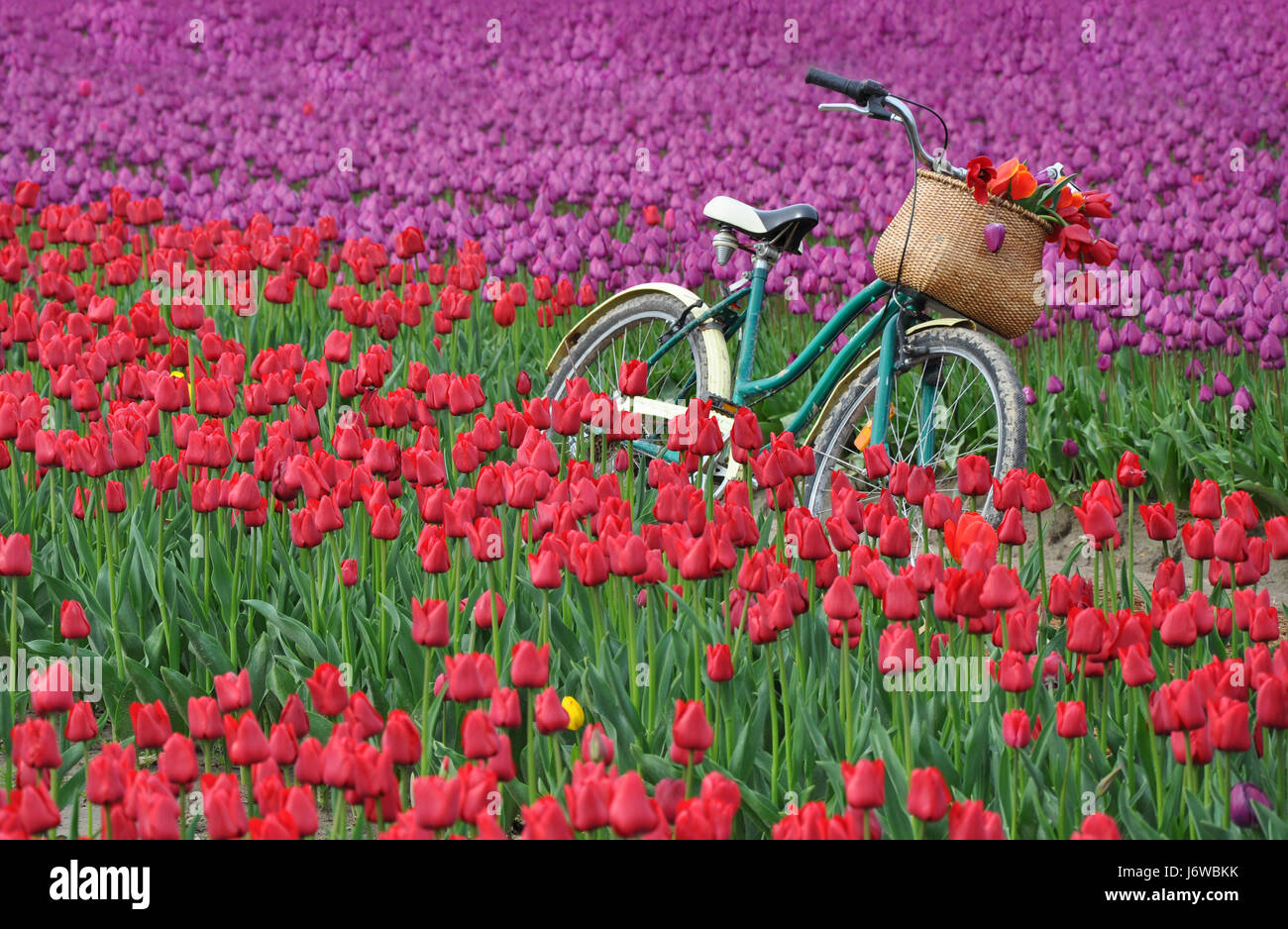 Old bicycle in colorful tulips field Stock Photo