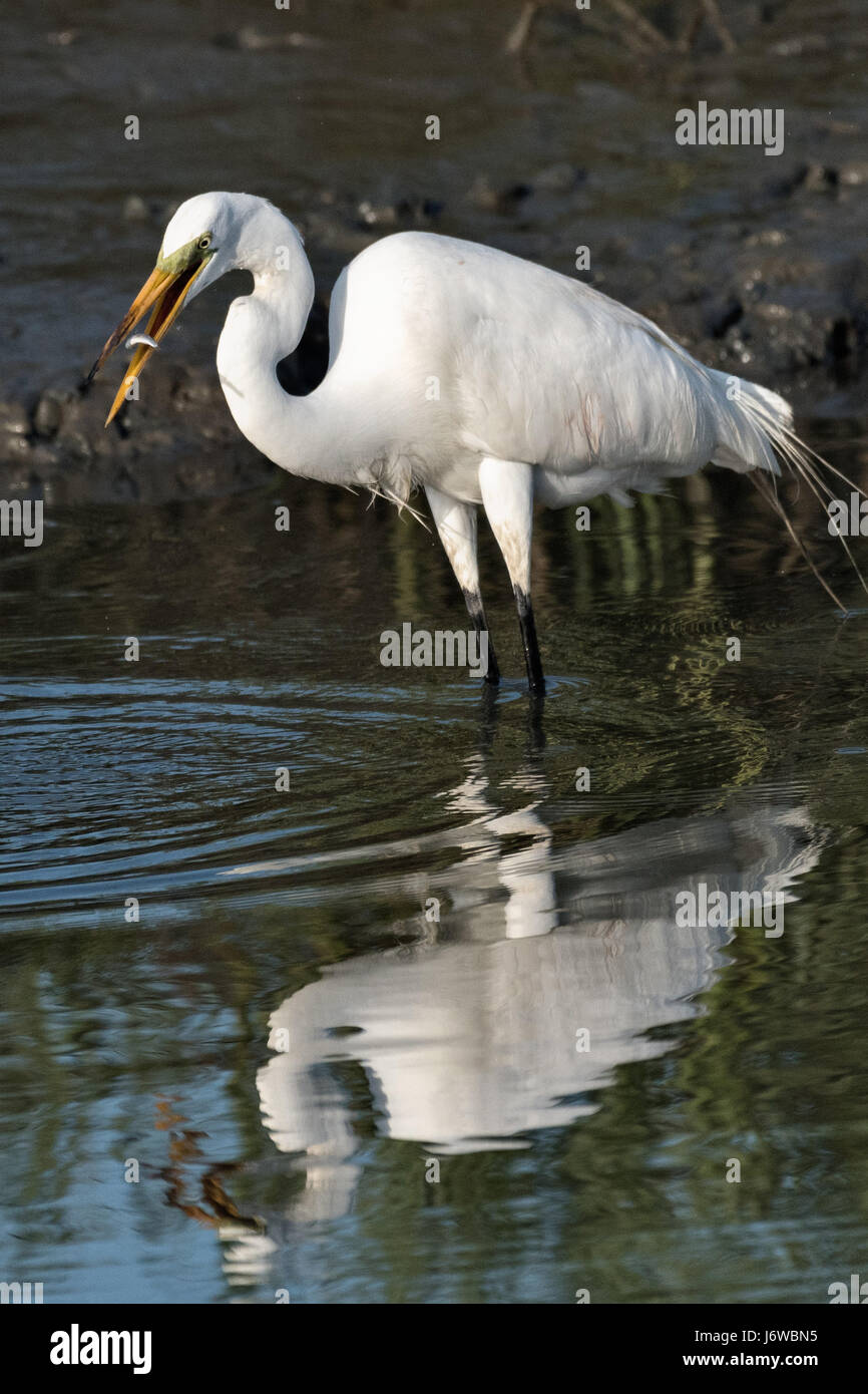 A great egret also called a great white heron spears a fish in the salt ...