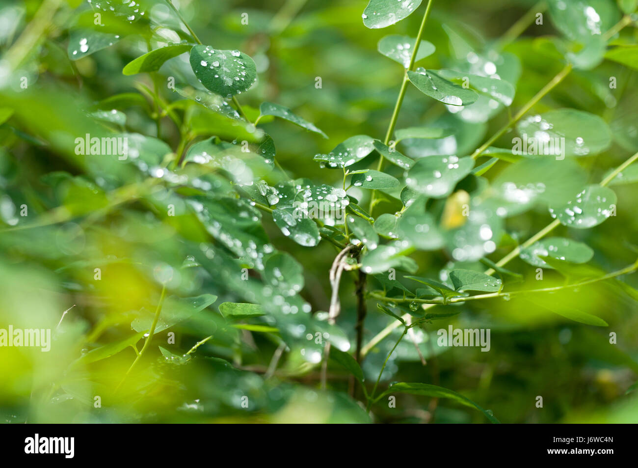 raindrop shrub wet moist water drop waterdrop water drop drip drops