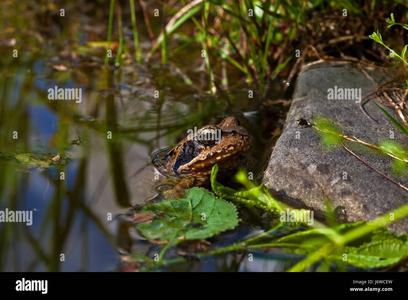 wait waiting food aliment fly frog prey booty fresh water pond water lurk catch Stock Photo