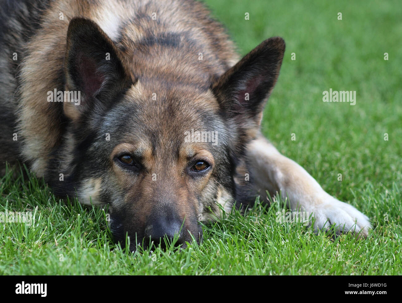 dog german sheperd german sheperd dog courageous pet strong portrait watchful Stock Photo