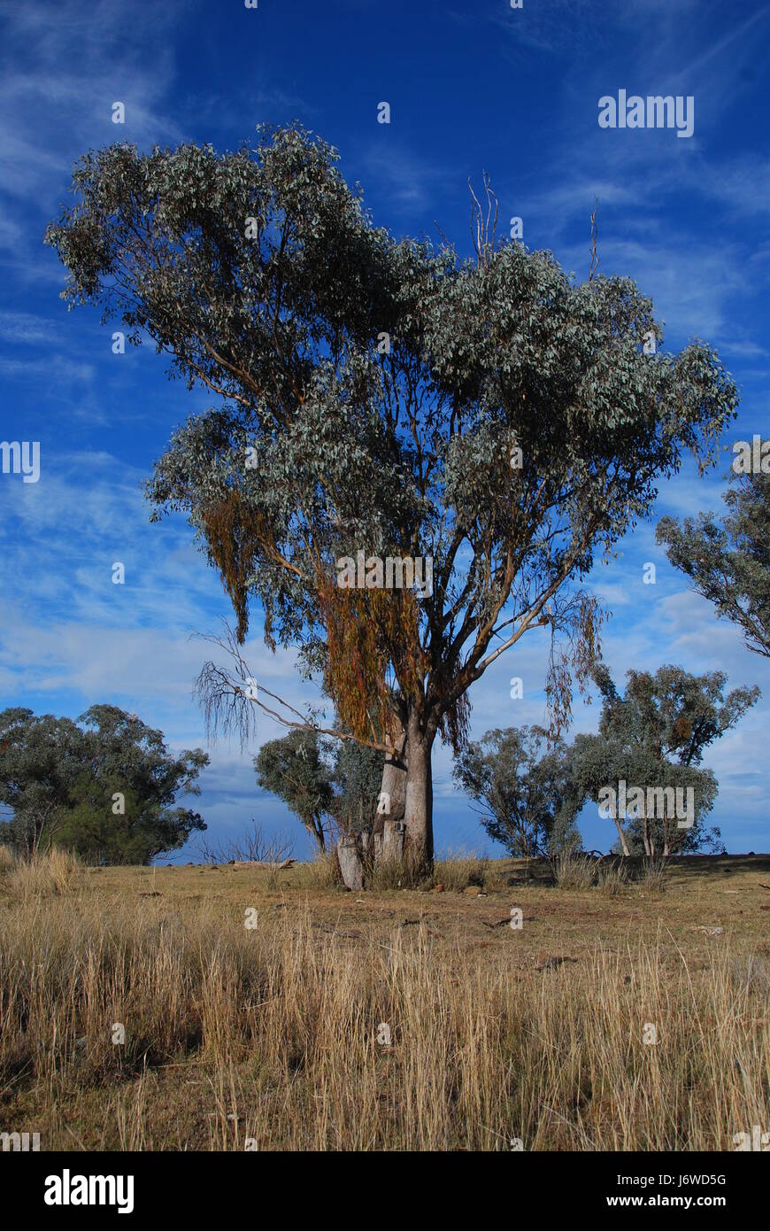 tree australia dryness dry dried up barren eucalyptus meadow grass lawn green Stock Photo