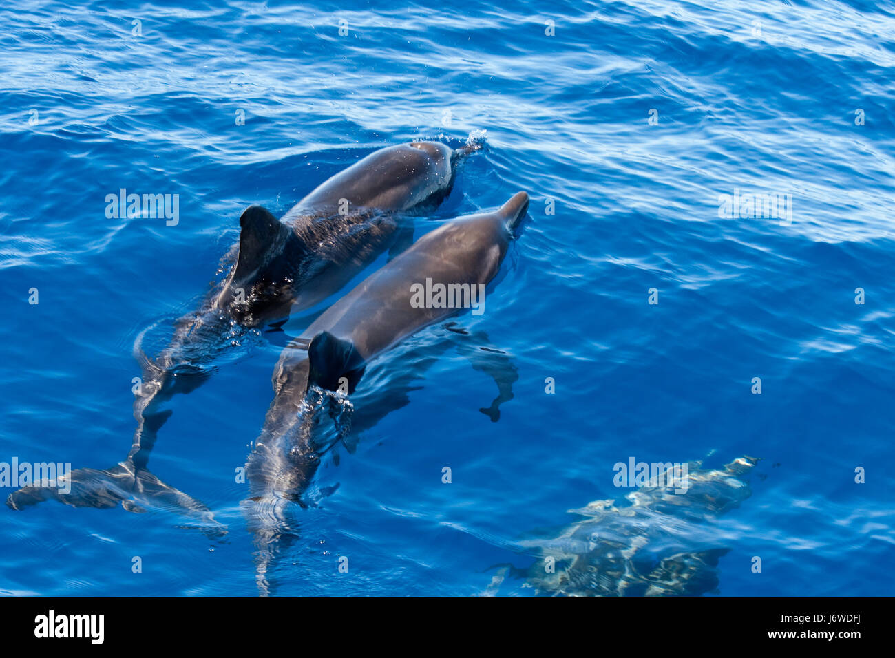 dolphins in formation Stock Photo