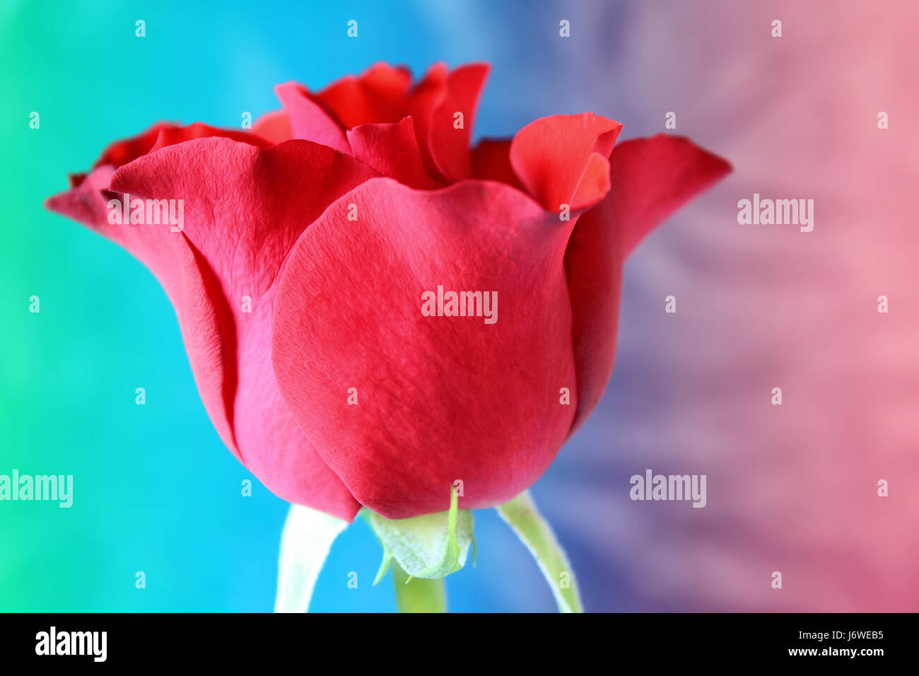 Dwarf rose hi-res stock photography and images - Alamy