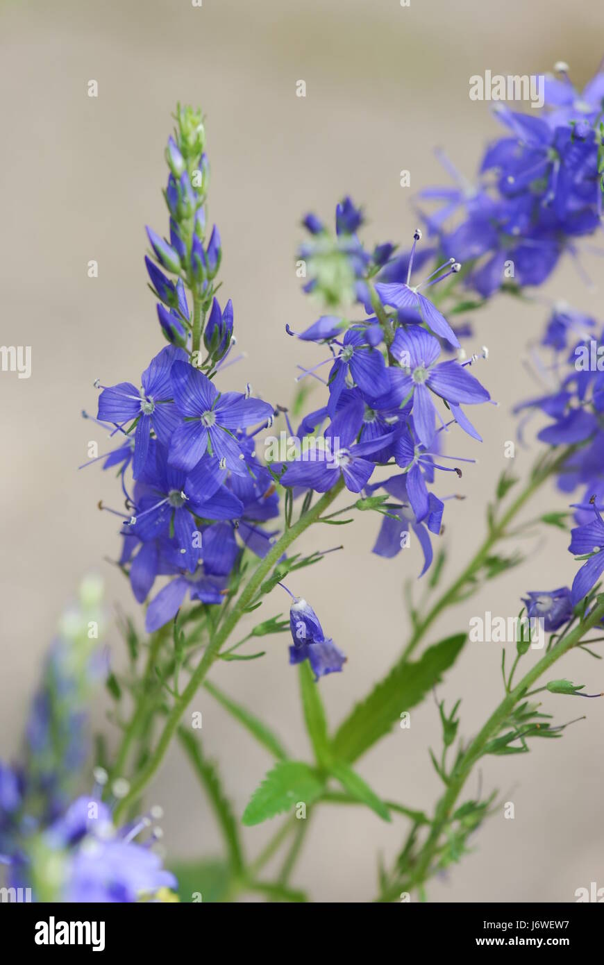 herb medicinal plant blue spice flower plant flowers spices herb