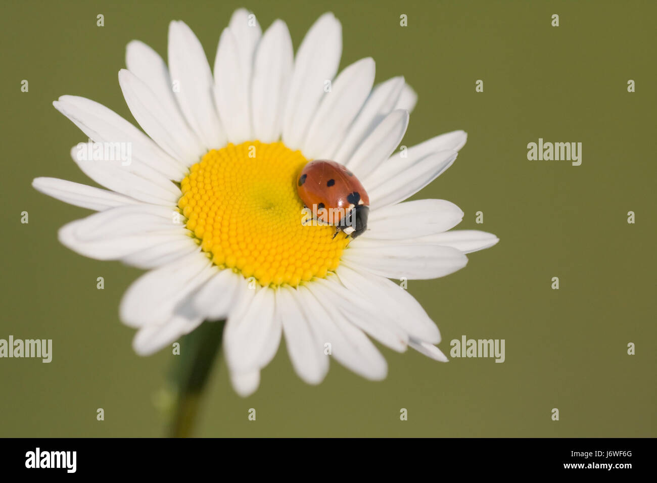 ladybug,wing,dots,ladybug,glcksbringer,glckskfer,glck kfer,margherite Stock Photo