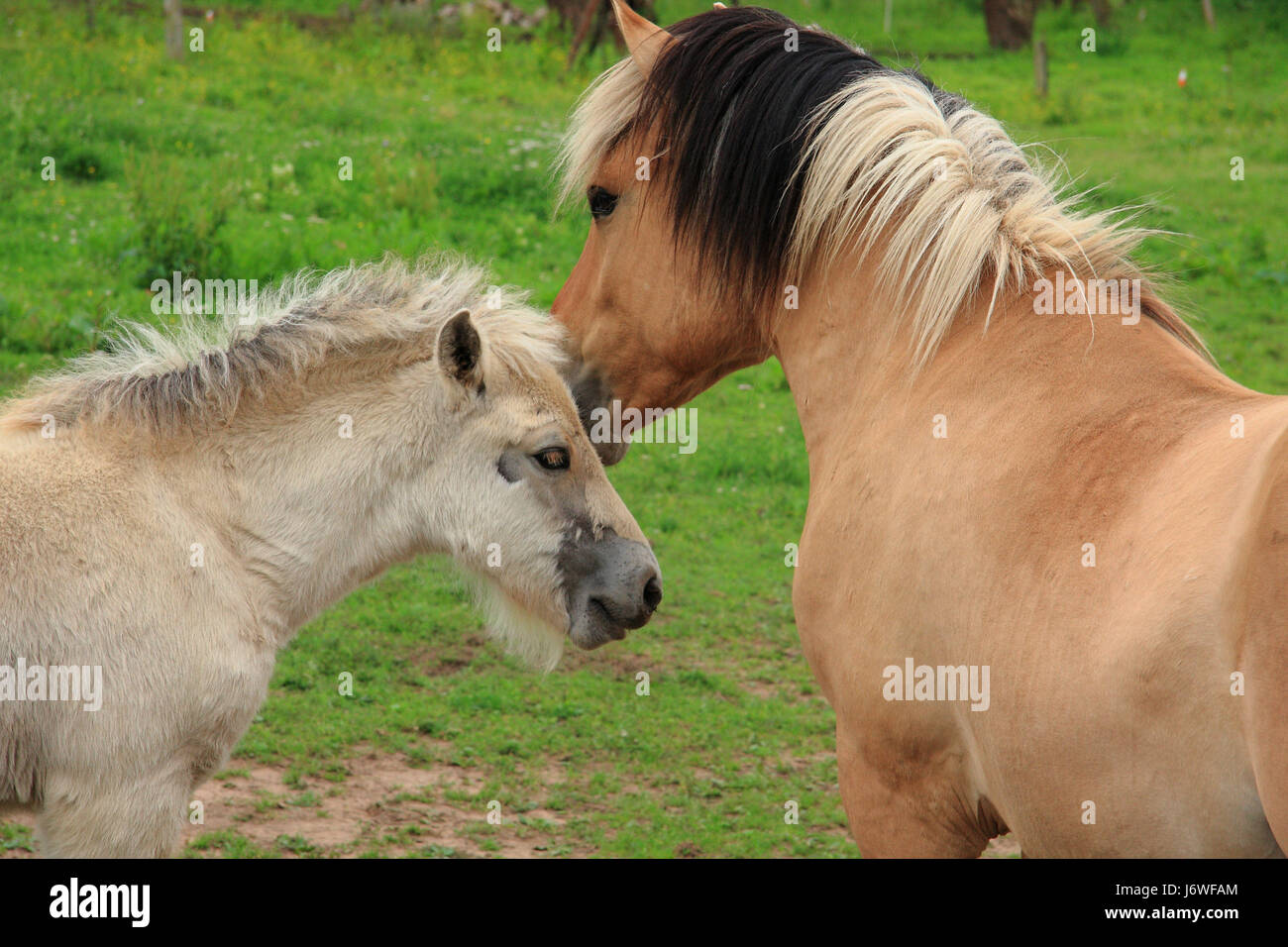 horse mare foal landscape format motherly love piece section segment part area Stock Photo