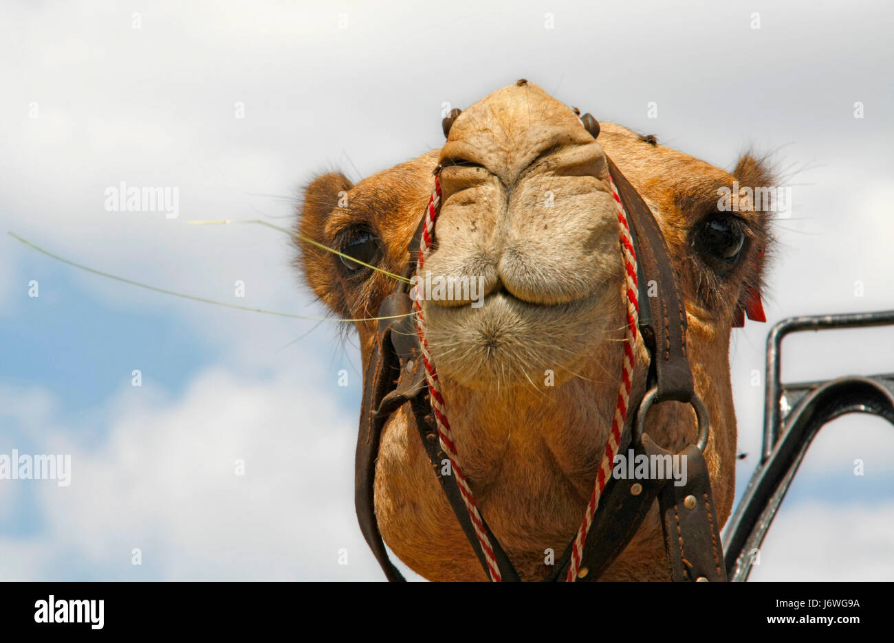 animal camel transport caravan caravans hump spit meadow grass lawn green Stock Photo