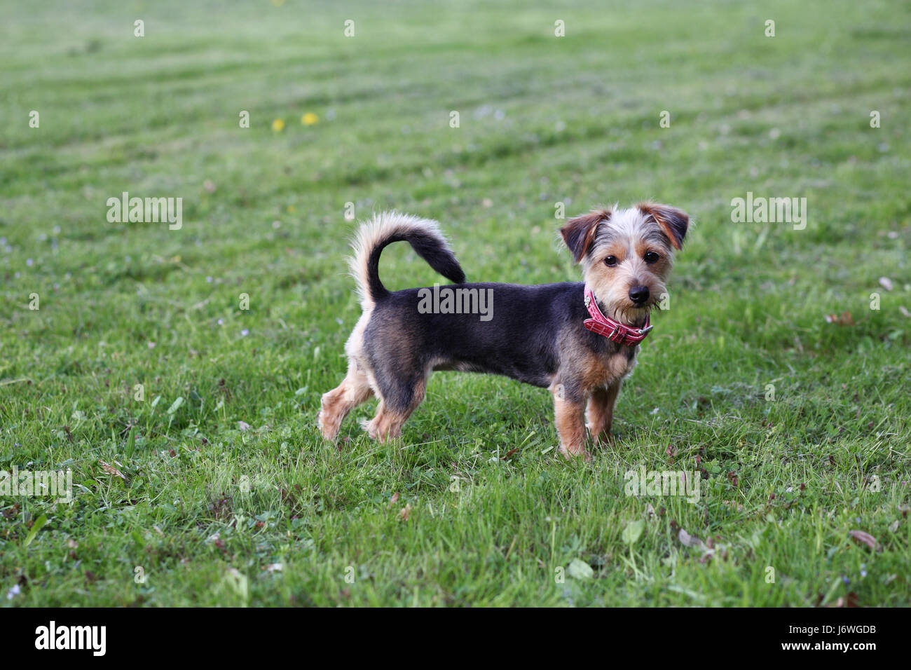 yorkshire terrier mix Stock Photo - Alamy