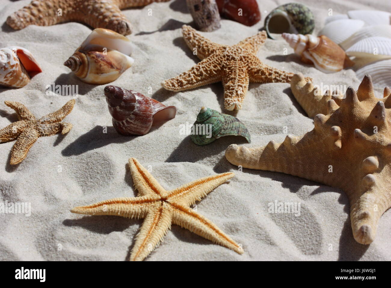 starfish with shells and snails Stock Photo - Alamy