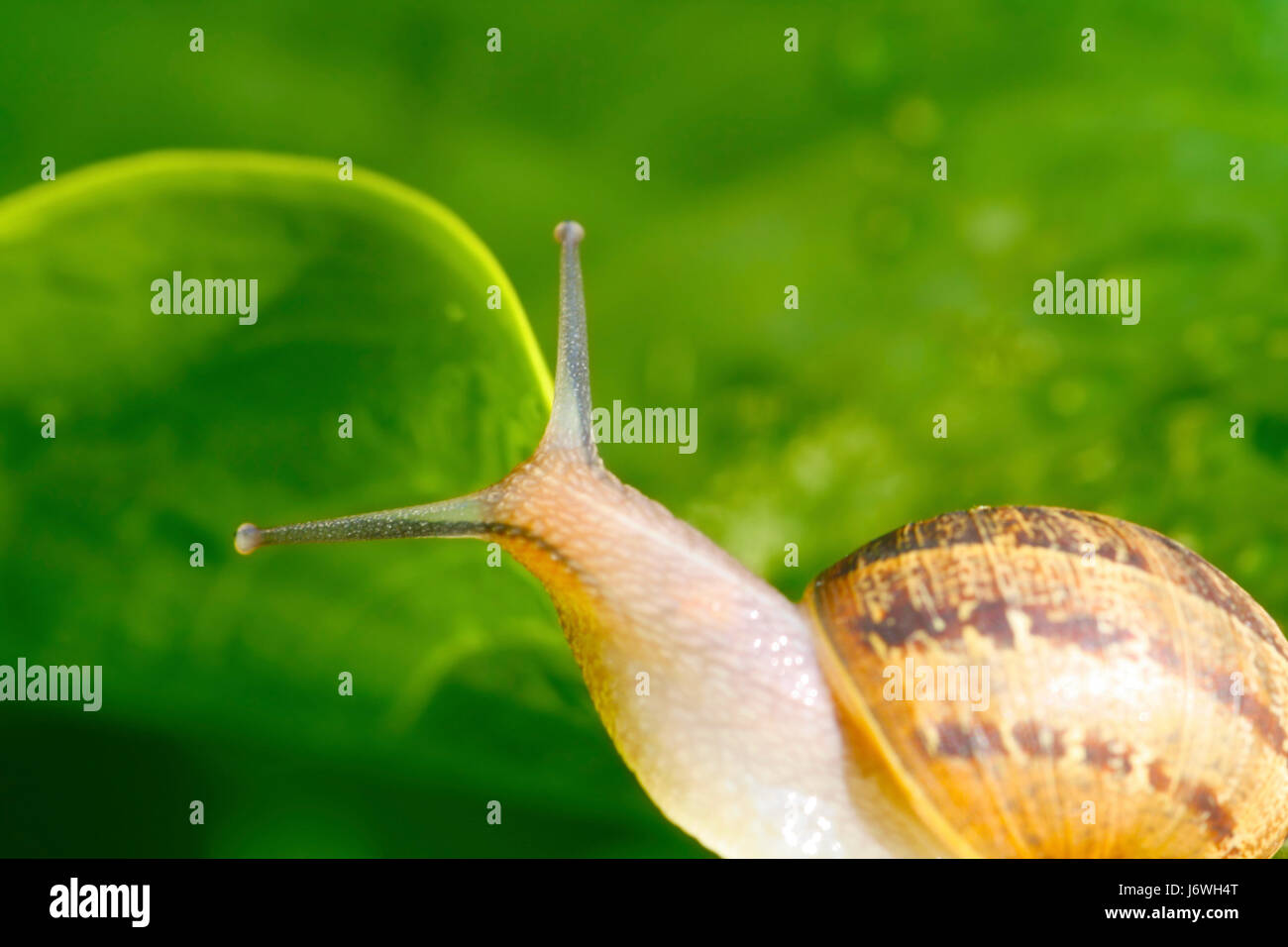 garden mollusc shell snail slow speed velocity slime bug garden mollusc