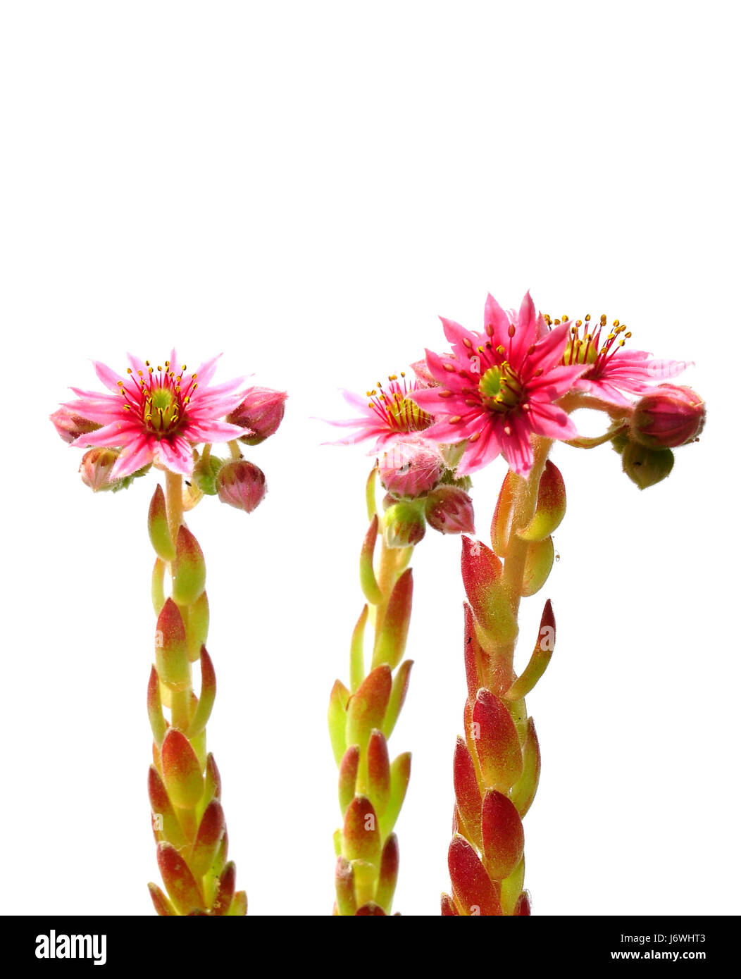 houseleek flowers (sempervivum Stock Photo - Alamy
