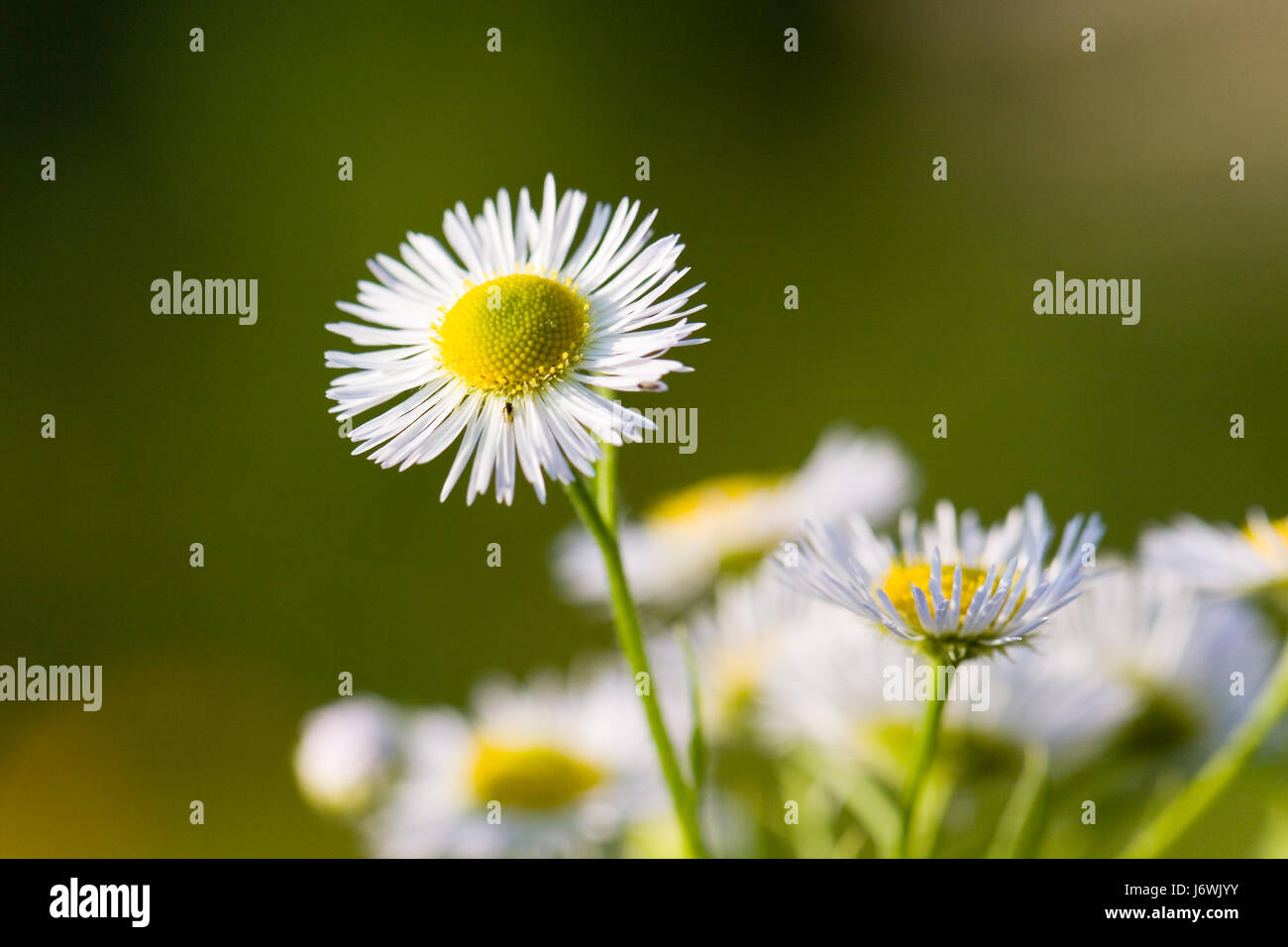 young daisies in summer,closeup Stock Photo Alamy