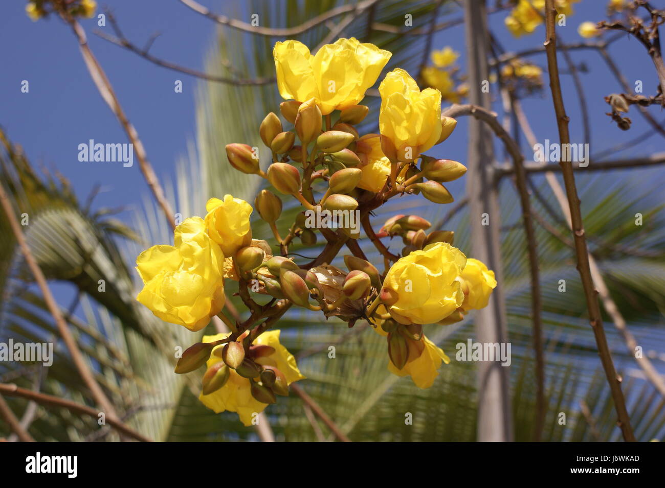 yellow flame tree (peltophorum pterocarpum) Stock Photo