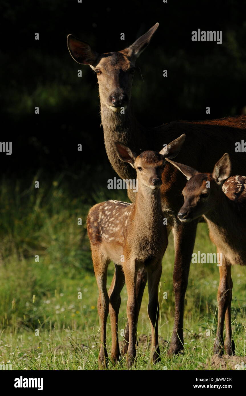 deer with calves 2 Stock Photo