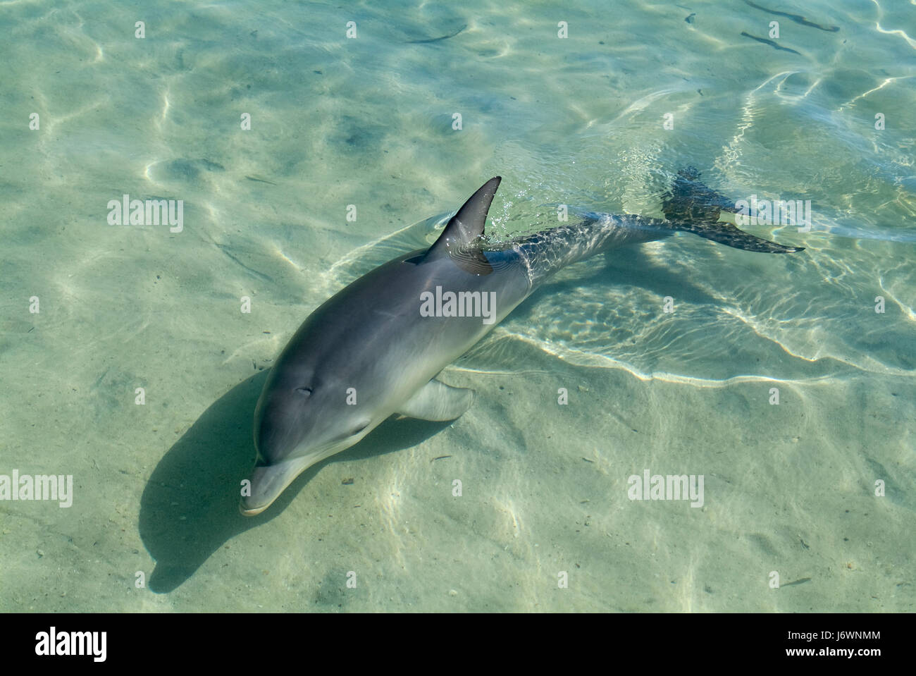 Download Dolphin On The Beach Stock Photo Alamy