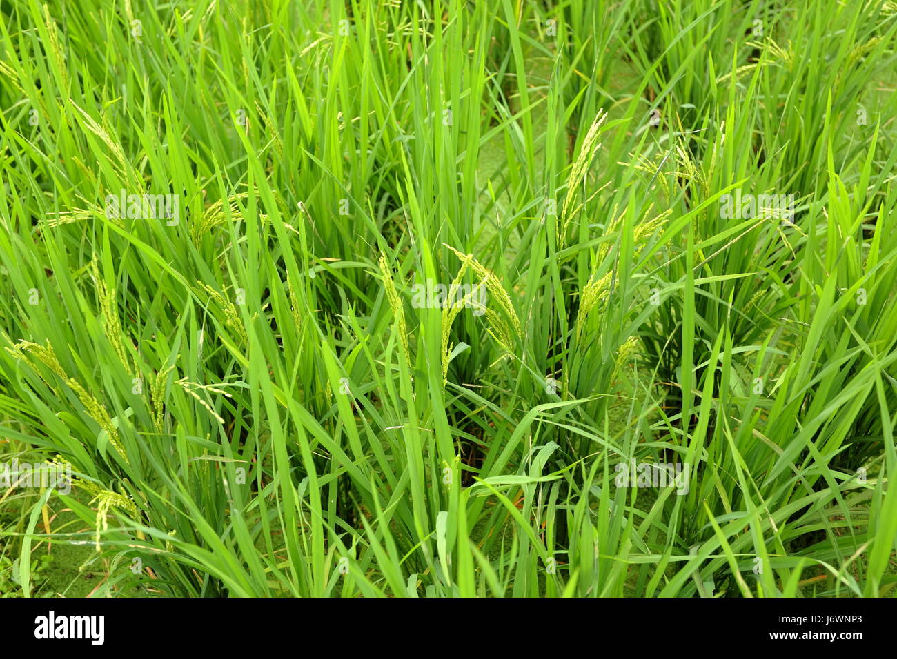 food aliment agriculture farming field farm rice plant close food ...