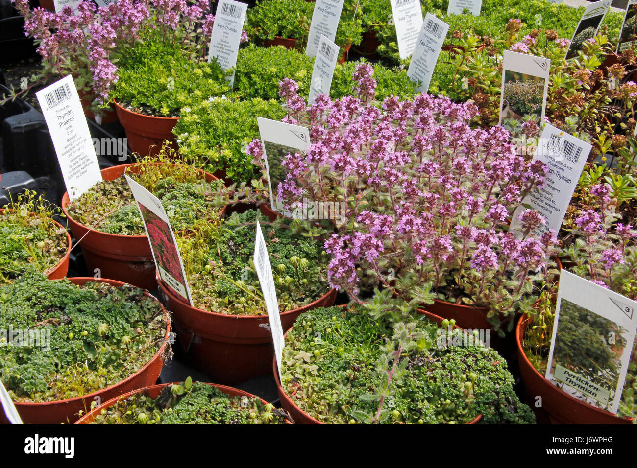 young flowering thyme plants Stock Photo Alamy