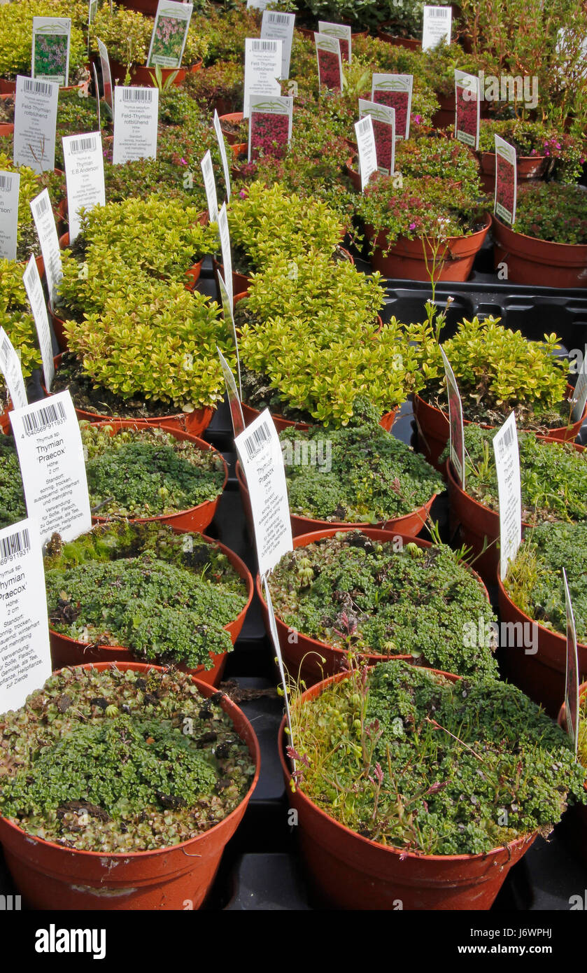 young thyme plants in nursery Stock Photo Alamy
