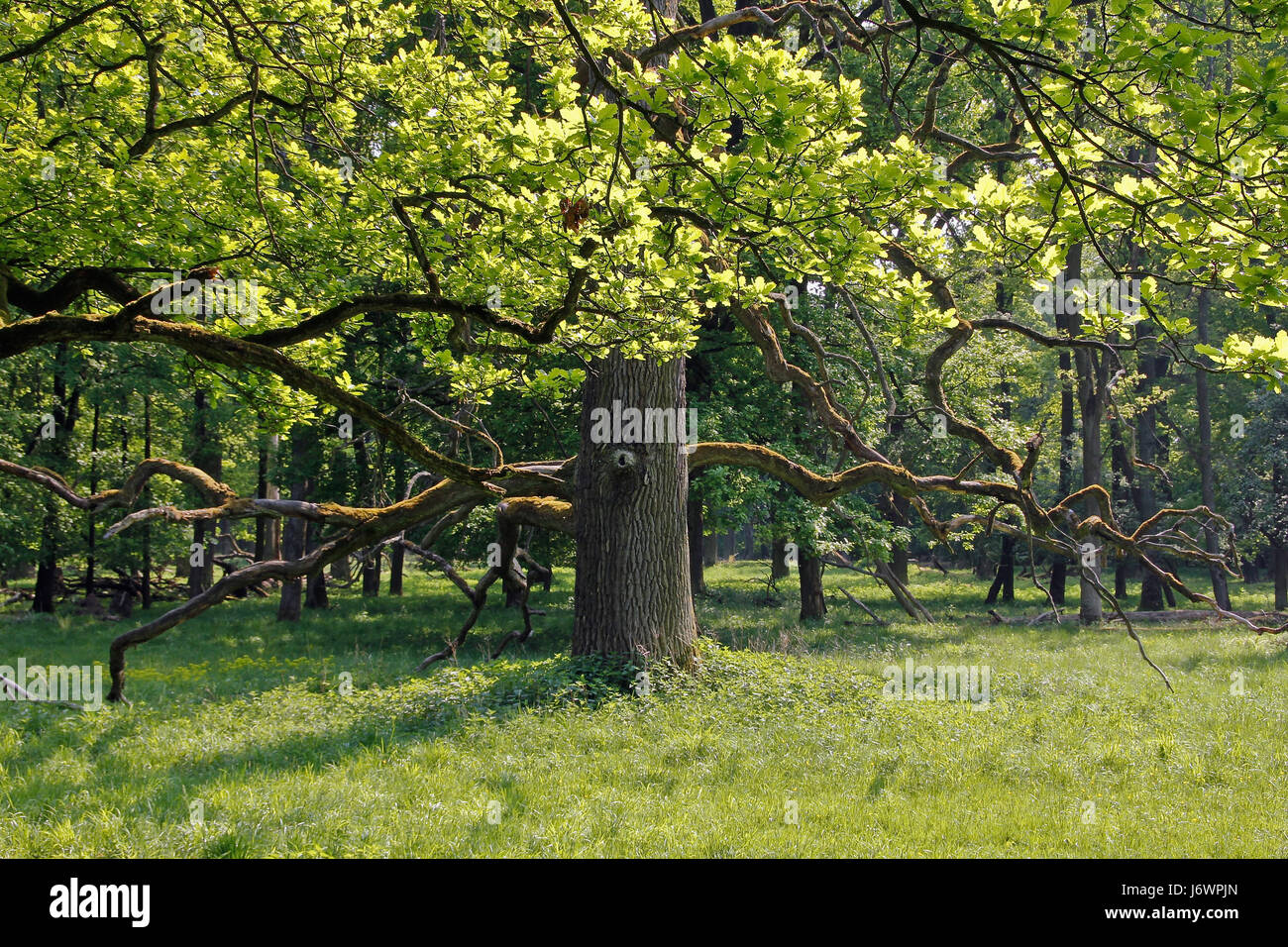 oak forest in spring Stock Photo