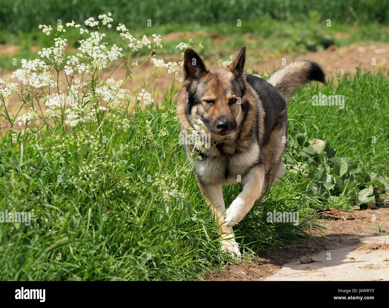 dog german sheperd german sheperd dog courageous pet strong watchful quadruped Stock Photo