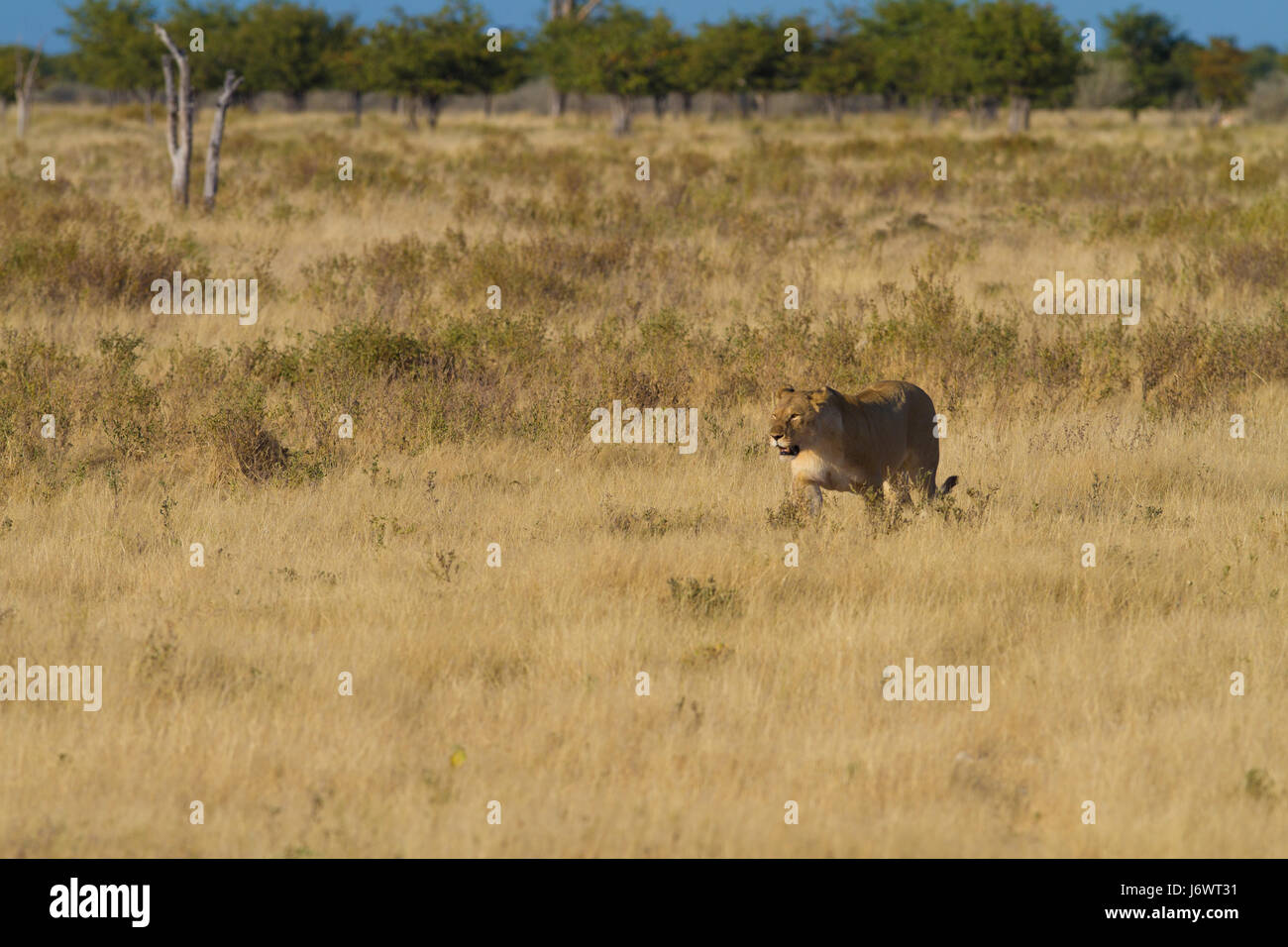 lion in the steppe Stock Photo