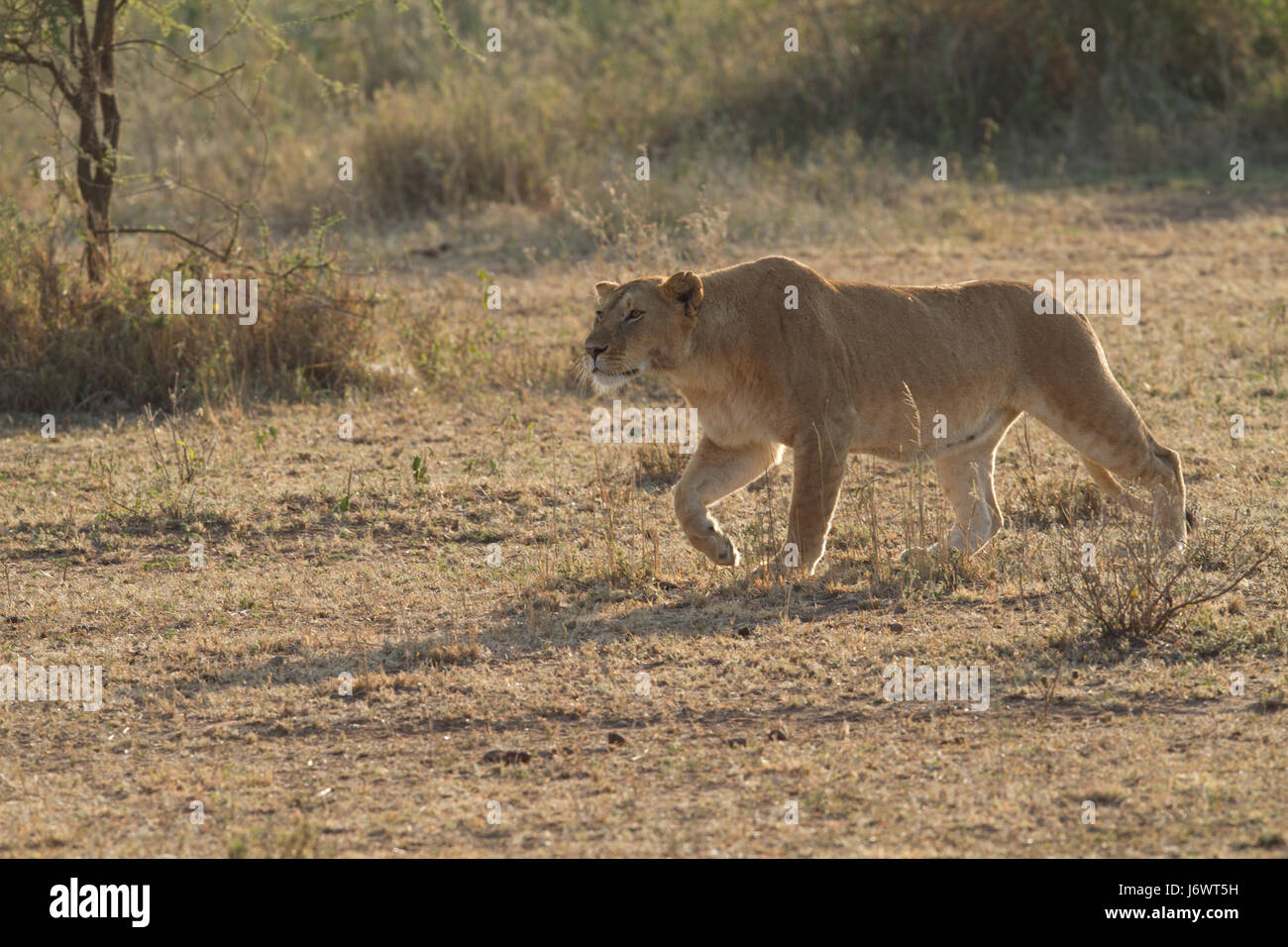 africa lion cat big cat feline predator steppe wildlife lioness hunts profile Stock Photo